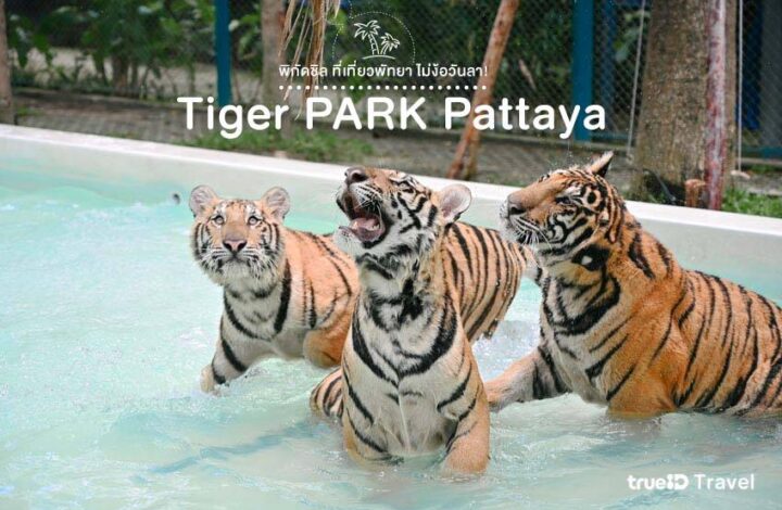 Tiger PARK Pattaya