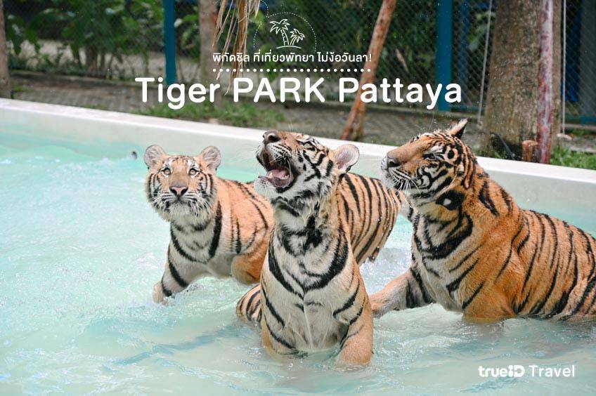 Tiger PARK Pattaya